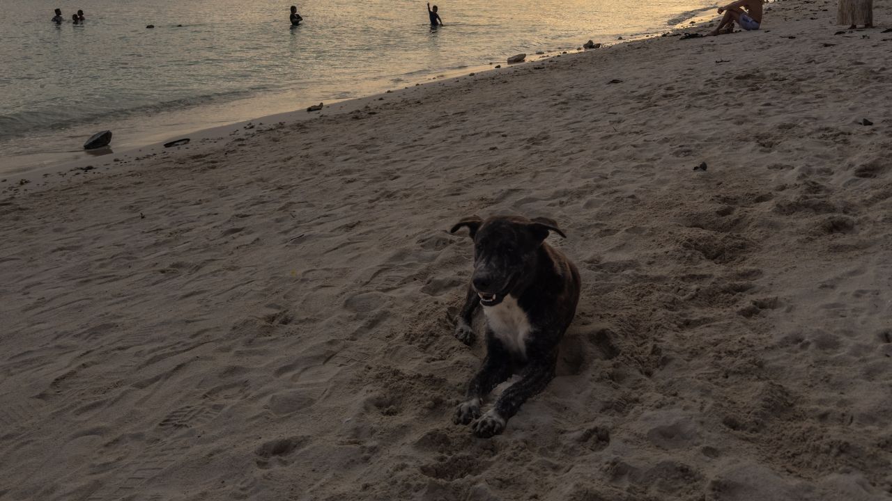 Cebu, Philippines - December 10, 2025: A domestic dog rests on a sandy beach at sunset, overlooking people swimming and numerous boats on the tranquil ocean under dramatic clouds. Idyllic tropical