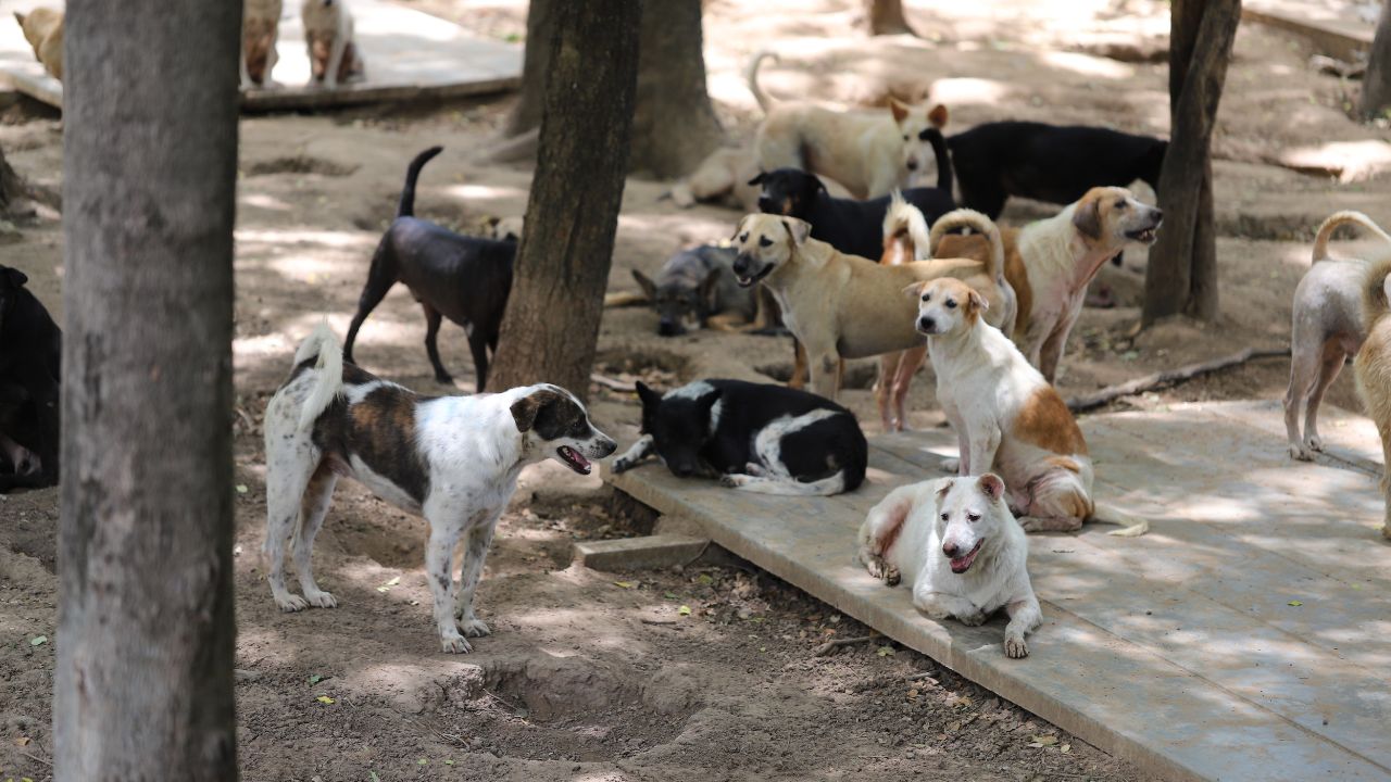 Dog shelter in Thailand, Dog Rescue