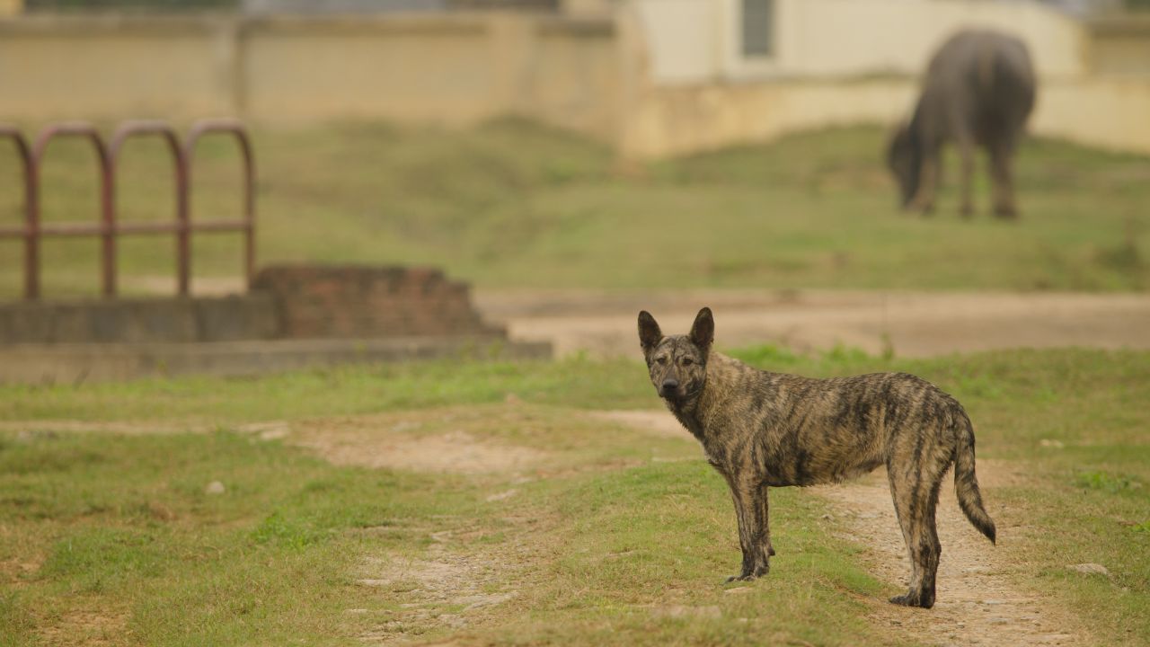 Feral dog and water buffalo in the background. Van Long Wetland Nature Reserve. Gia Vien District. Ninh Binh Province. Vietnam.