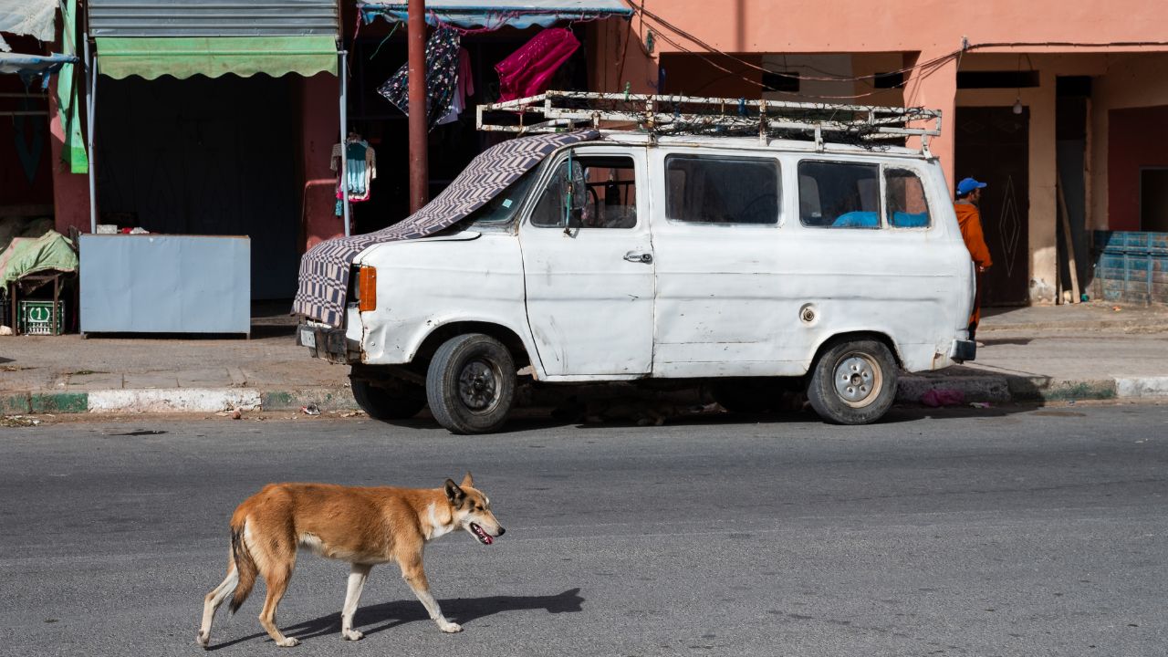 A dog walking down the street of a Moroccan provincial town, old car in poor condition in the background