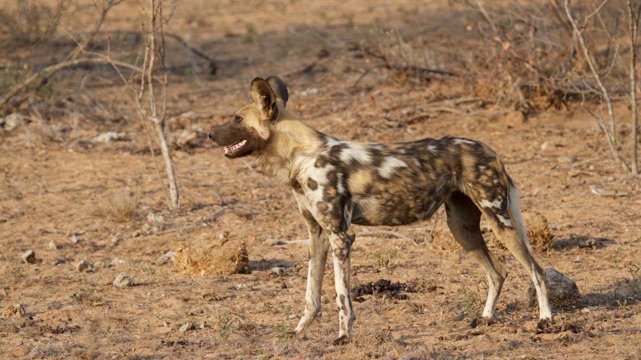 African Wild Dog