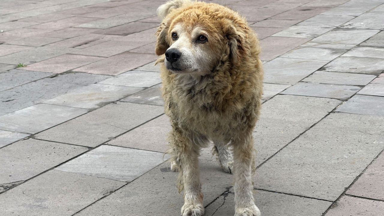 Cute beige dog standing outdoor