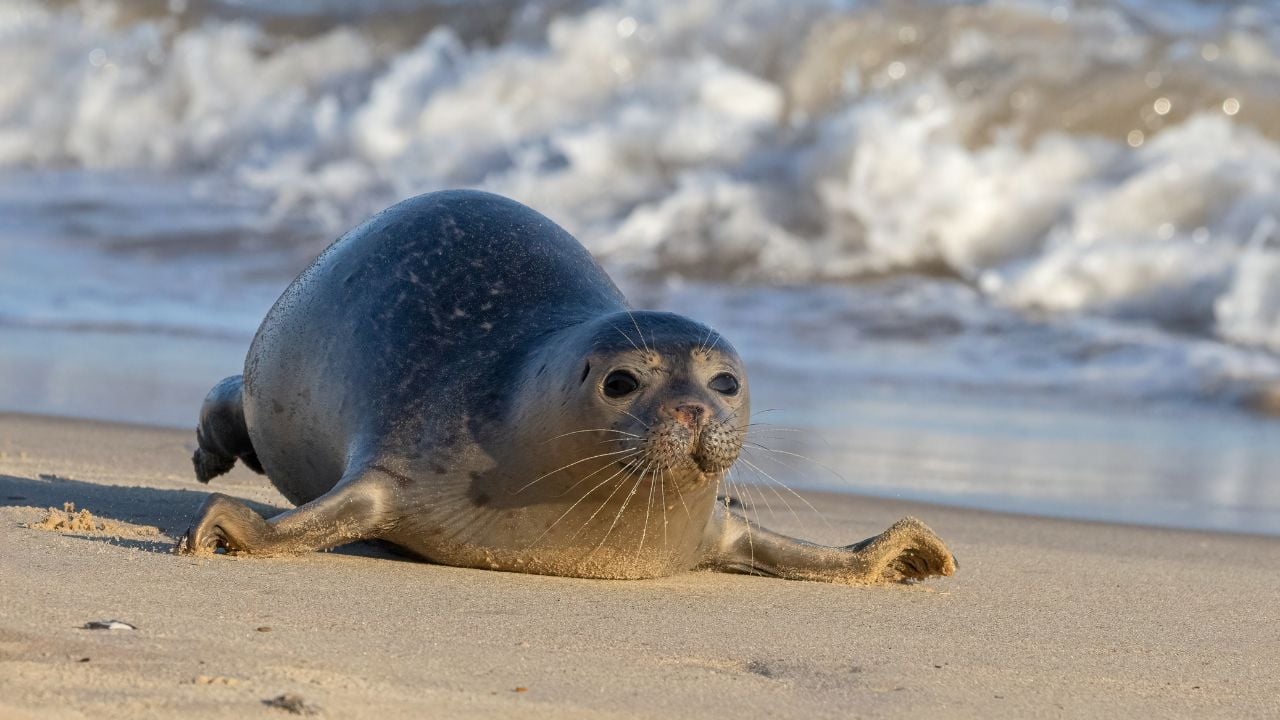 Harbour Seal or Common Seal, Phoca vitulina dashing along a beach, Norfolk, November