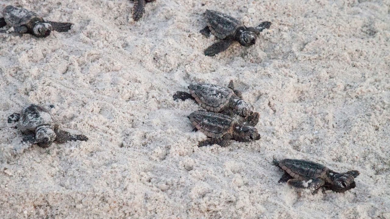 Hatchling baby loggerhead sea turtles Caretta caretta climb out of their nest and make their way to the ocean at dusk on Clam Pass Beach in Naples, Florida