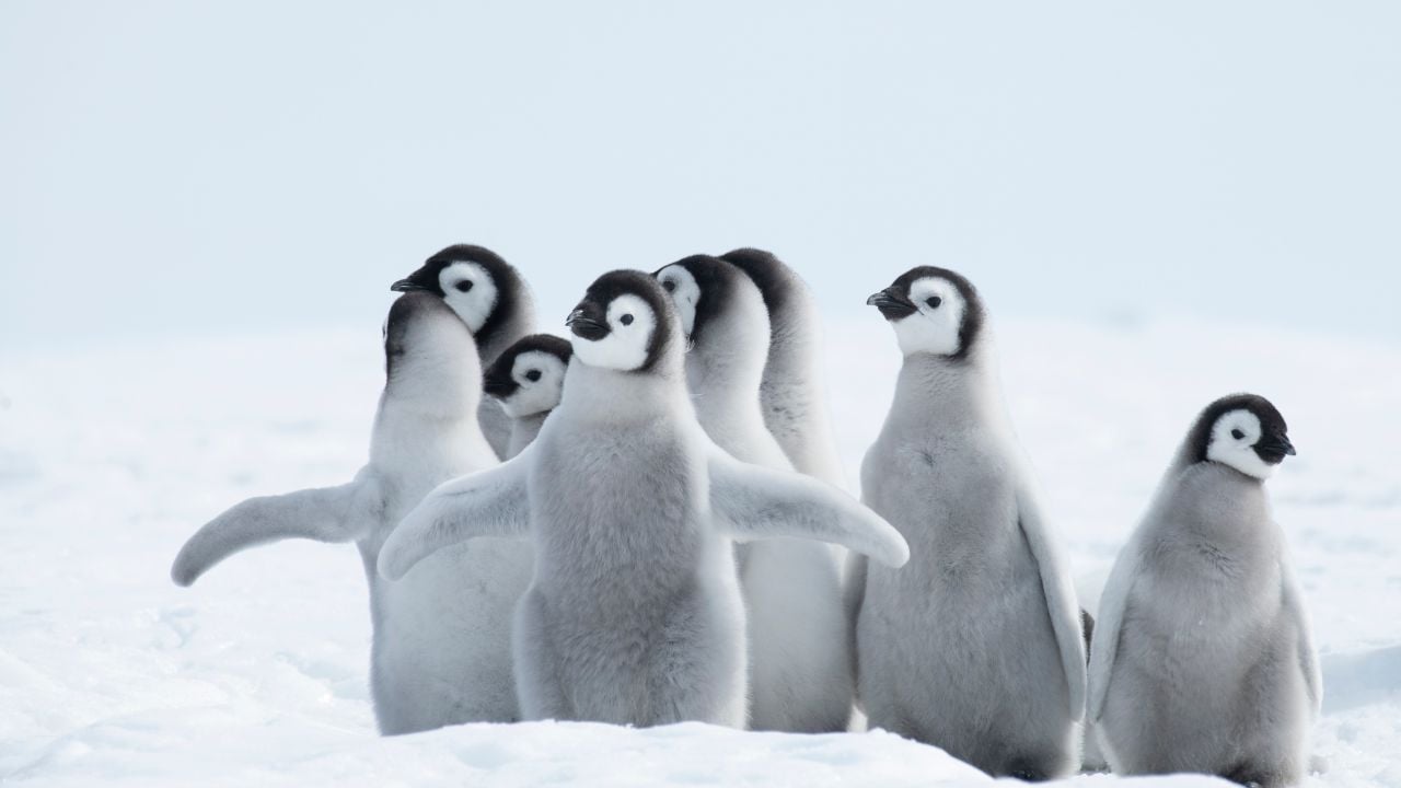 Emperor Penguin chicks, grouped together looking in different directions. Snow Hill Emperor Penguin Colony, Antarctica