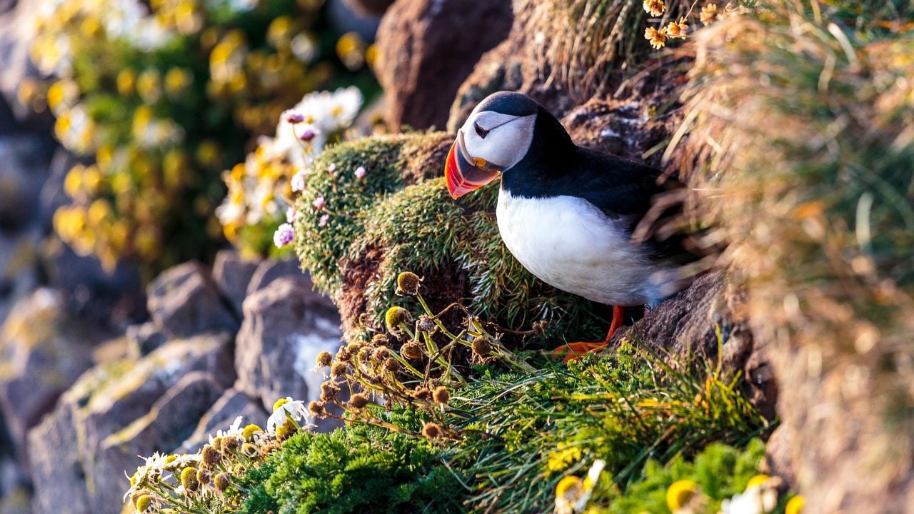 Puffin (Lundi) during sunset in Iceland sitting near flowers and flora.