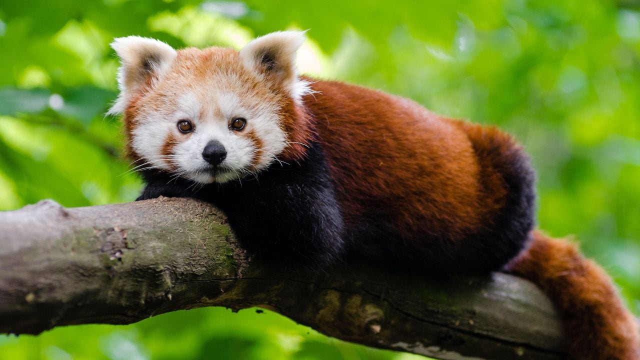 A close-up shot of a red panda on a tree branch