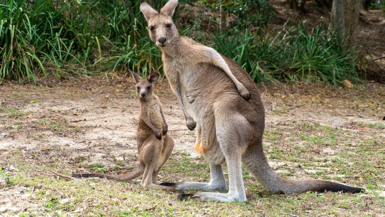 Kangaroo with Joey (baby kangaroo)