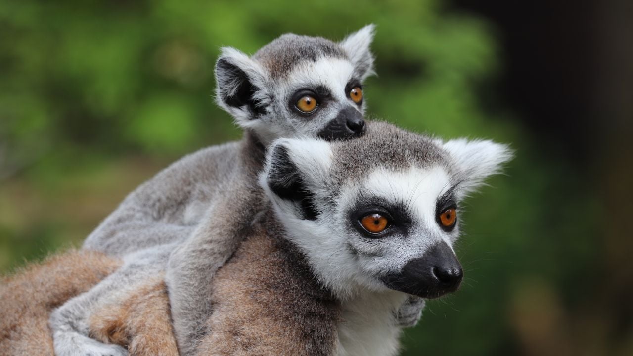 Female Ring-Tailed Lemur with Baby, Spider (Lemur catta)