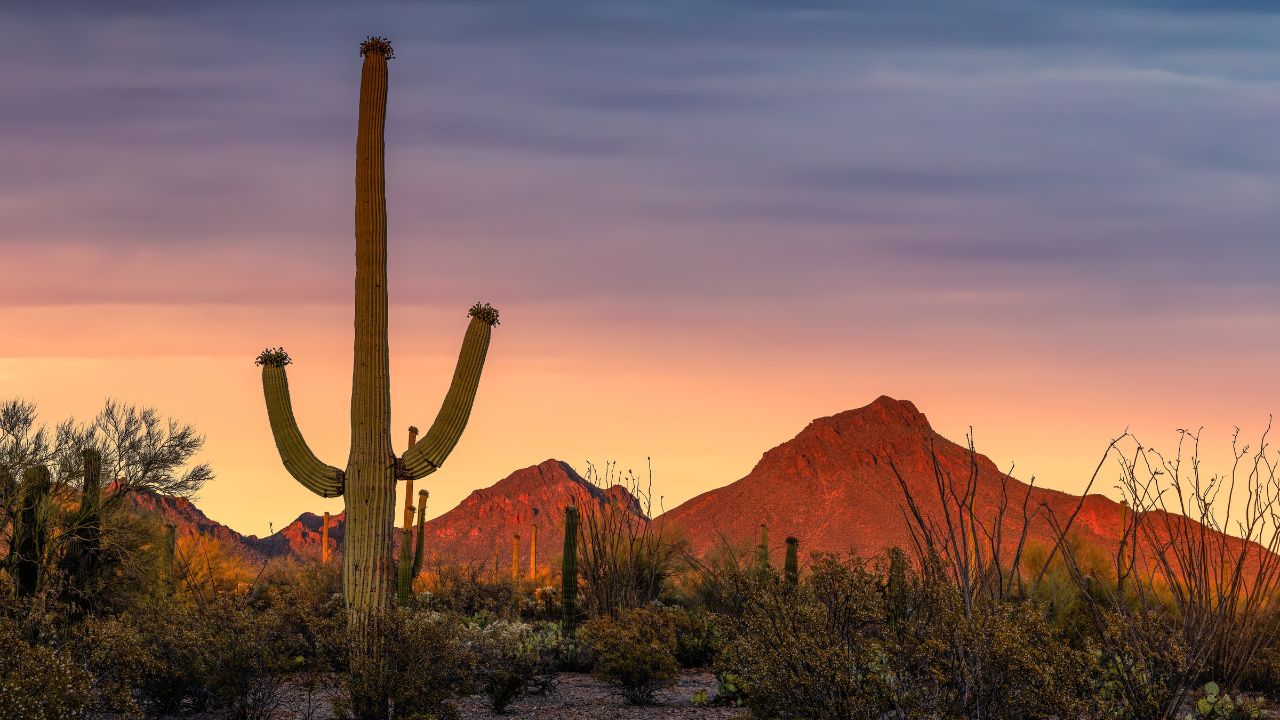 Desert sunset, saguaro cactus, Tucson Arizona