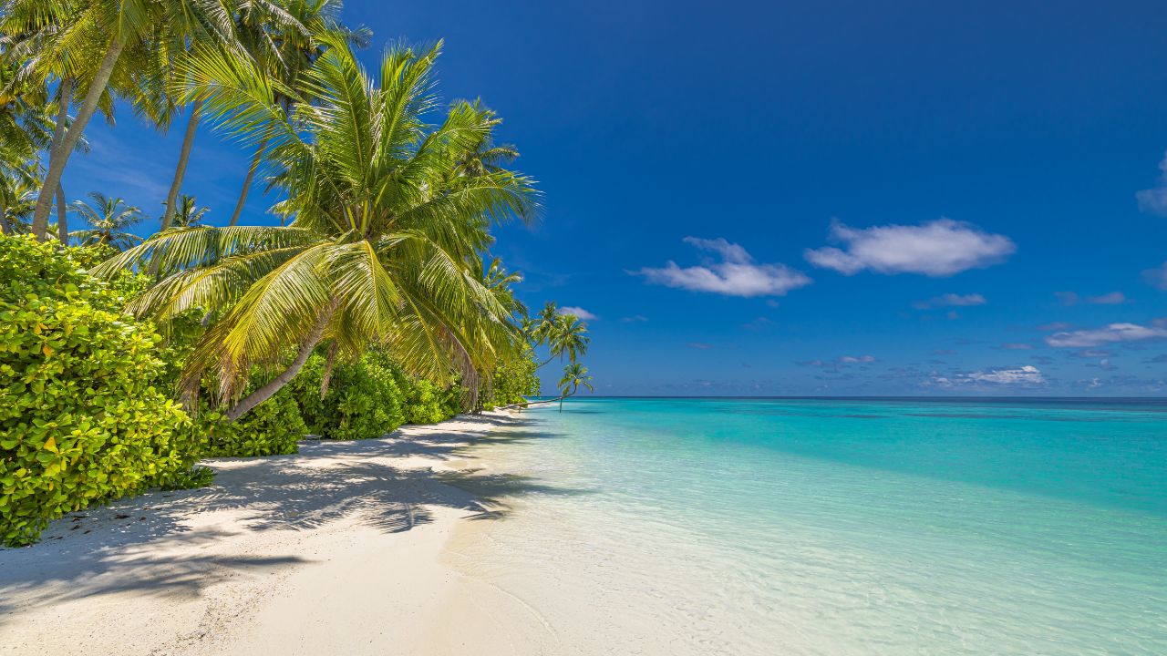 Summer beach landscape. Tropical island paradise. Exotic coast, palm trees, pristine sea, blue happy sky. Amazing nature pattern. Exotic destination travel background, vacation mood perfect wallpaper