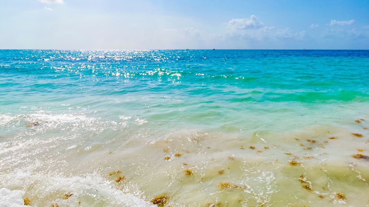 Red seaweed sargazo at tropical mexican beach 88 Punta Esmeralda in Playa del Carmen Mexico.