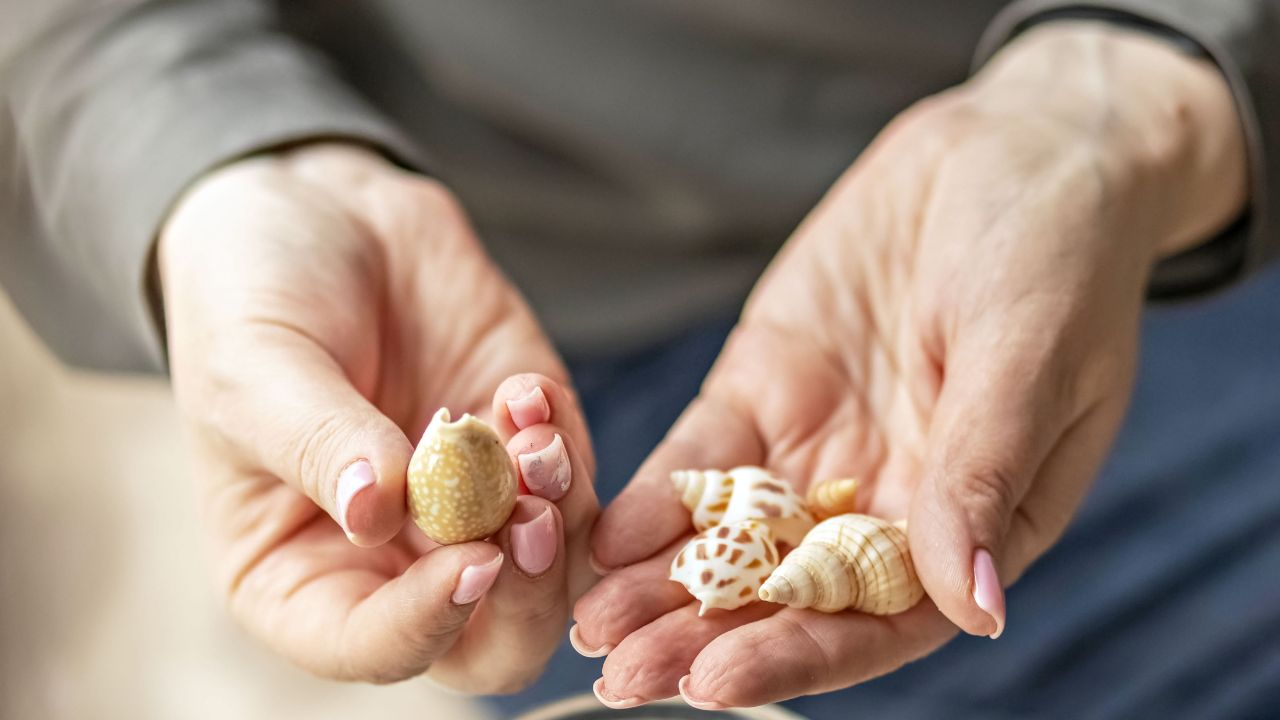Women's hands hold seashells. Puts the shells in a glass jar. Beach Treasures.