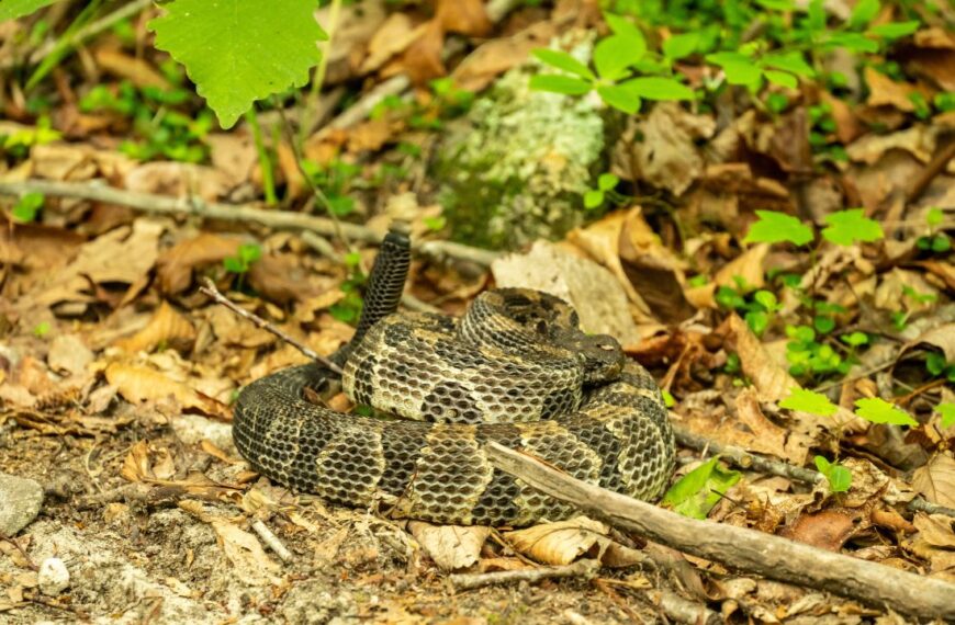 Rattle Snake Sits Curled Up Warning With Rattle On Edge of Trail in Shenandoah