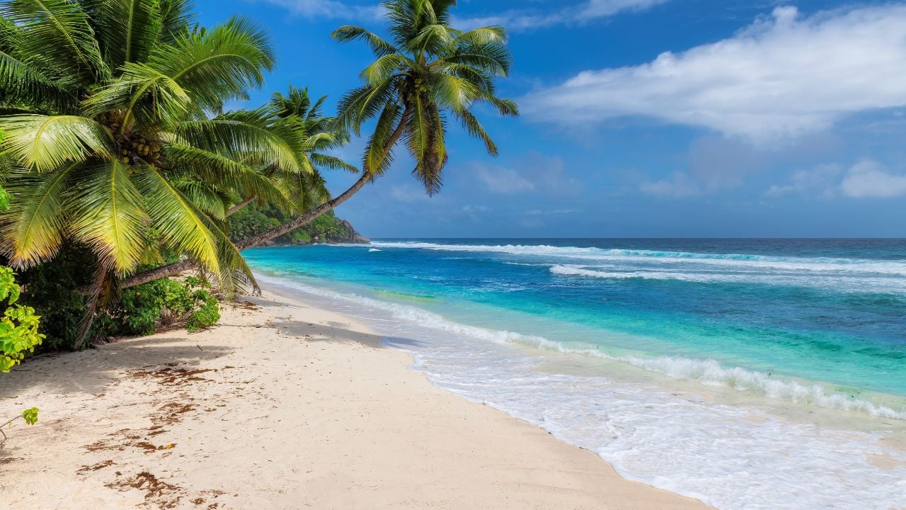 Paradise beach. Coconut palm trees on white sunny beach and Caribbean sea. Summer vacation and tropical beach concept.