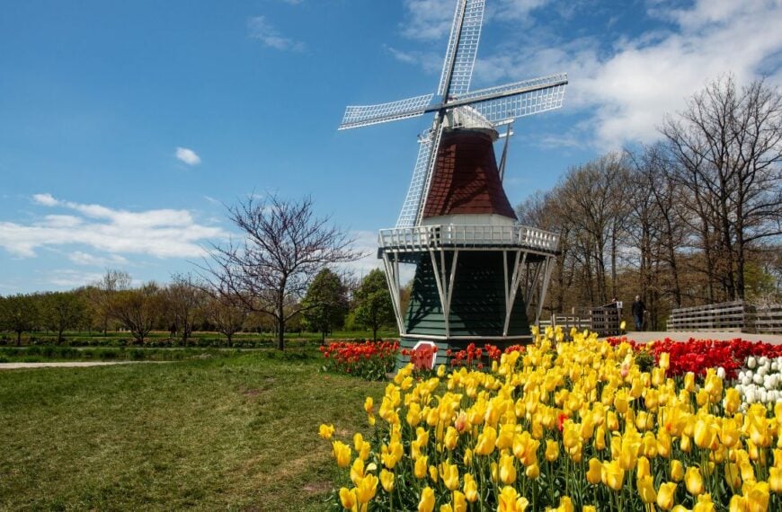 Pretty garden of Tulips and windmill in Holland Michigan in spring