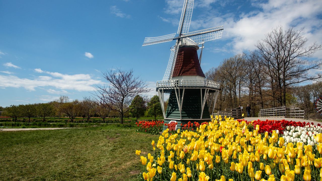 Pretty garden of Tulips and windmill in Holland Michigan in spring