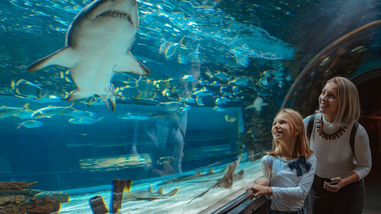 Mother and daughter standing outstretched against aquarium glass looking at the fishes, fascinated by the shark.