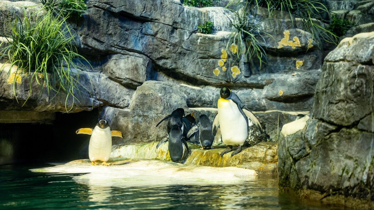 A raft of penguins on a rocky surface