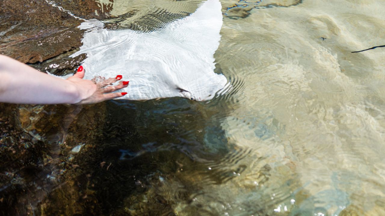 A person touching a stingray in a shallow touch pool at an aquarium