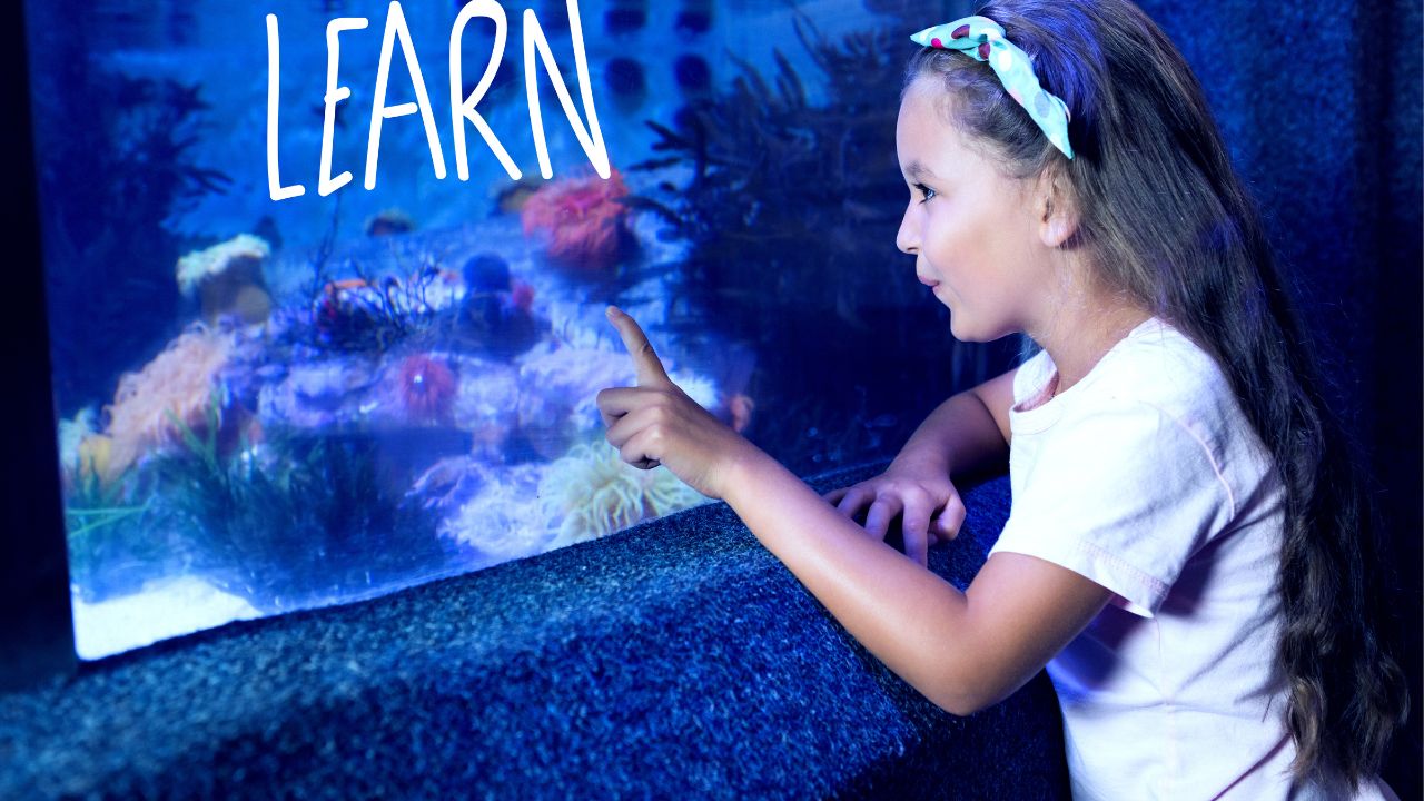 learn against cute girl looking at fish tank
