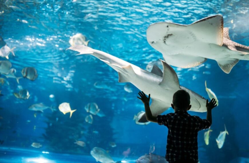 Silhouette of a boy looking at fish in the aquarium.