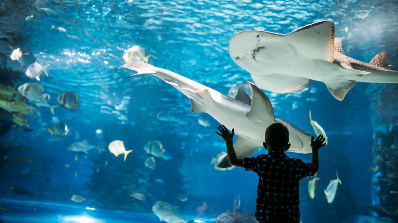 Silhouette of a boy looking at fish in the aquarium.