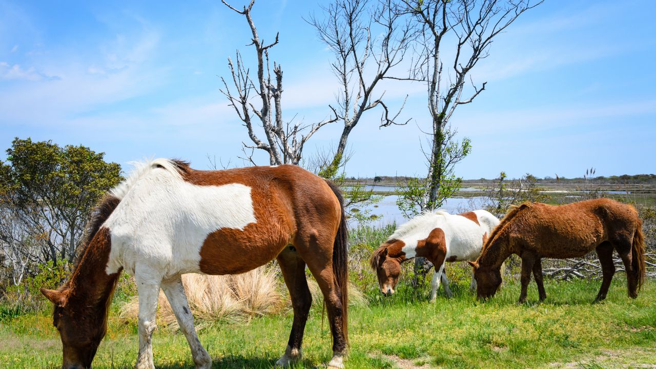 Three Mustangs at Assateague Island
