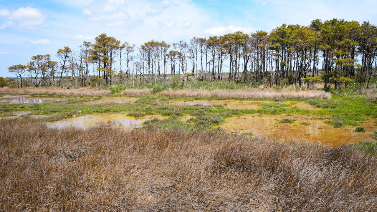 Assateague Island