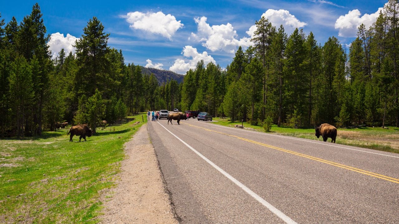 Bisons cross the road. Yellowstone National Park. Wyoming. USA.