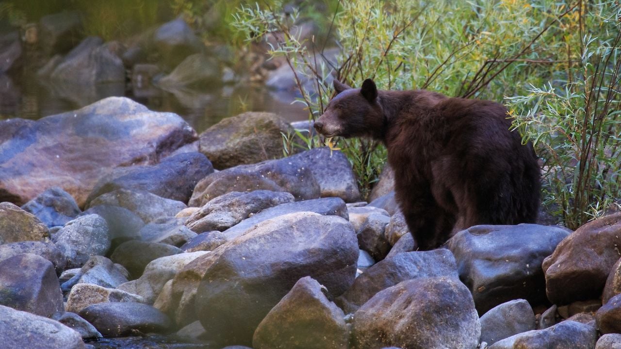 black bear by the river in yosemite national park