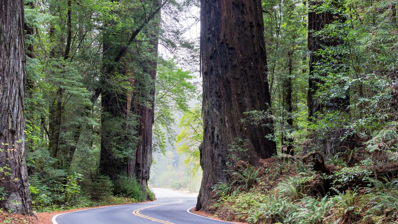 Road passing by huge redwood trees in Humboldt Redwoods State Park in California