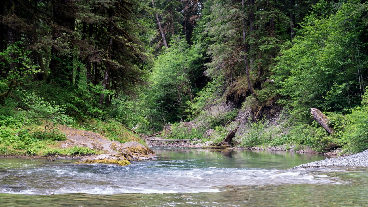 Southern Olympic National Forest, Olympic Peninsula, Washington State USA