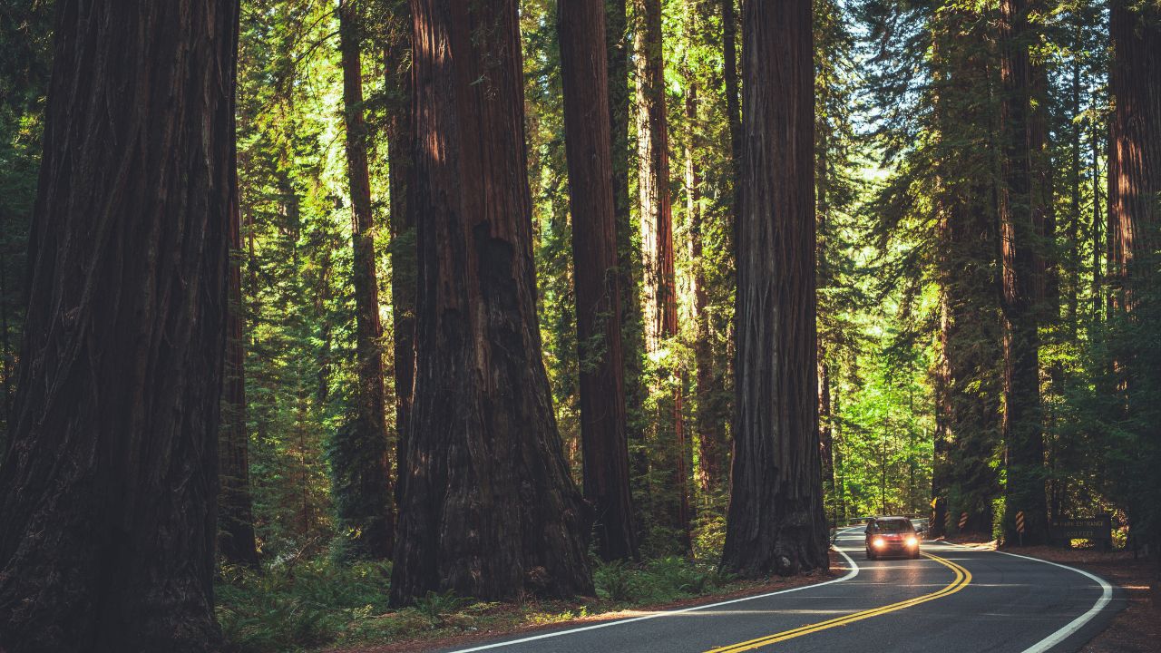 Scenic Northern California Redwood Highway. Road Through the Ancient Forest. Eureka, United States of America.