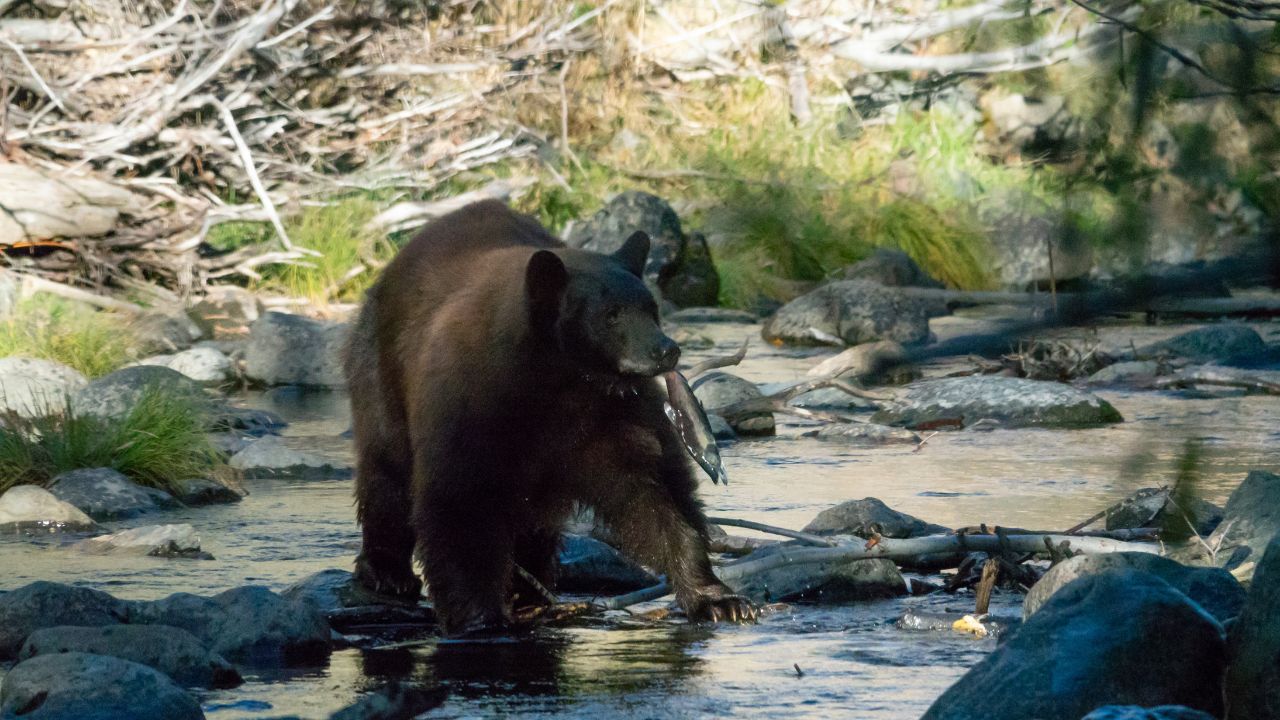 Tahoe Mother Bear Fishing in Taylor Creek in Lake Tahoe Basin