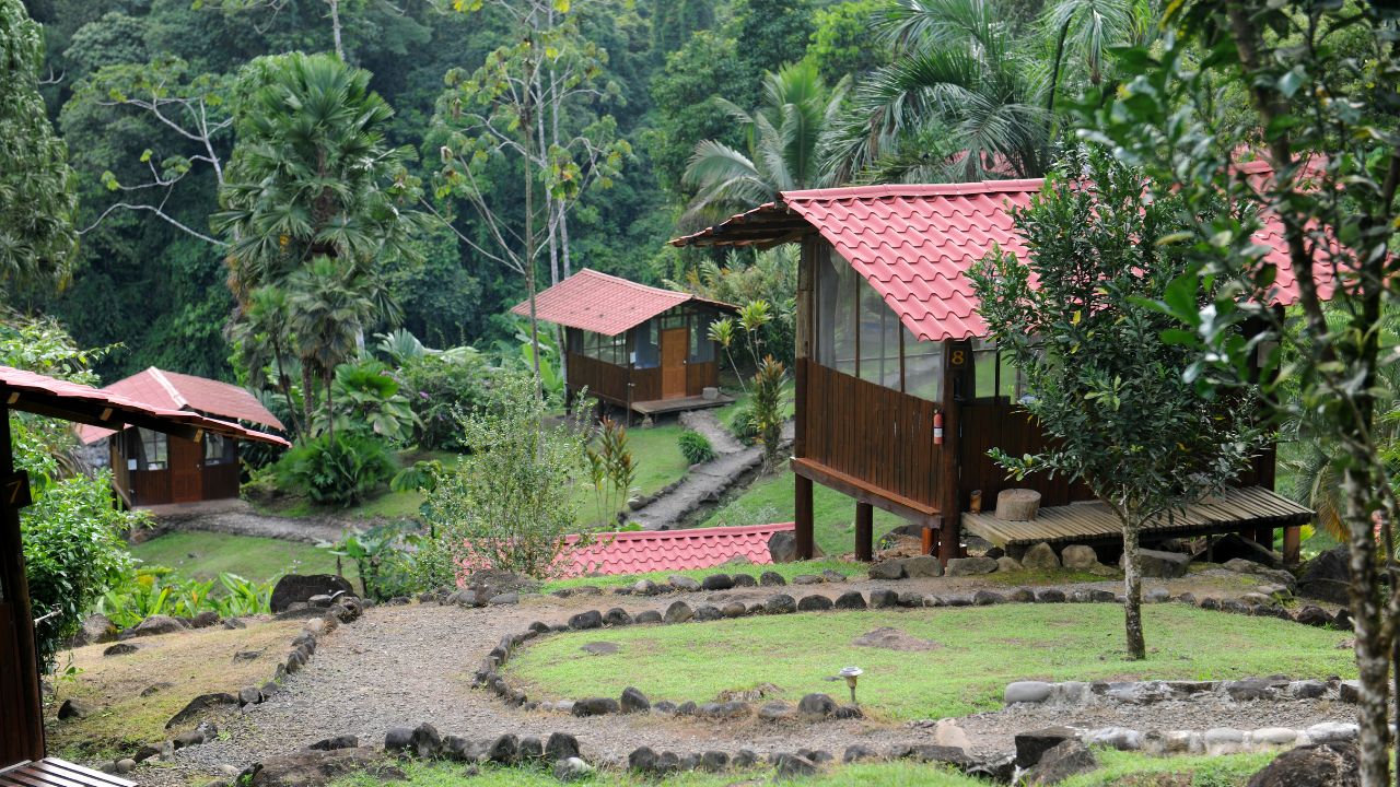 Rainforest cabins in a lush tropical setting