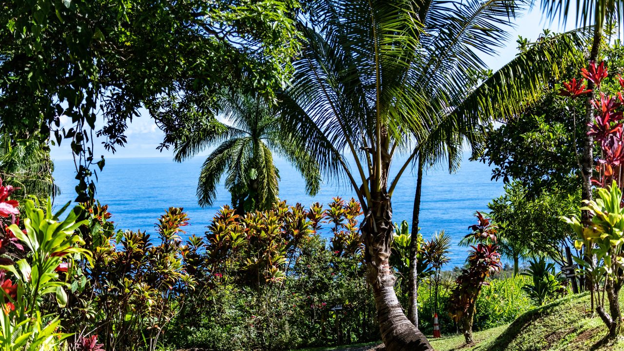 Tropical greenery in Manoa Valley, Honolulu