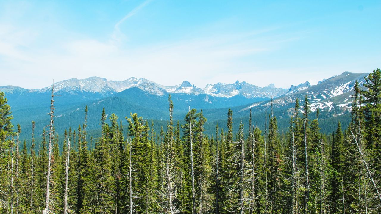Dense conifer forest in a mountainous taiga landscape in northern Mongolia