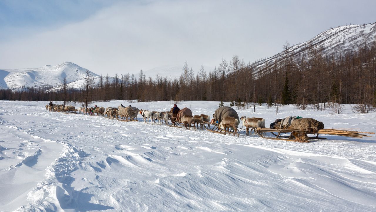 Many reindeer harnesses loaded with property are moving to a new camp site