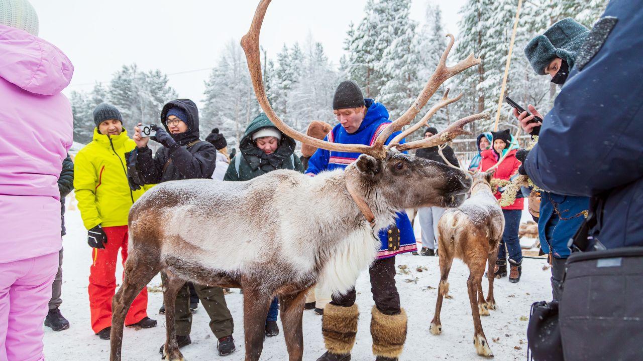Tourists feeding reindeer in a snowy ethnic village. Snowfall. Kirovsk, Murmansk region, Russia - February 5, 2025