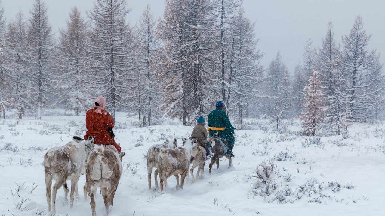 Tsaatan family on their reindeers / Taiga NW Mongolia