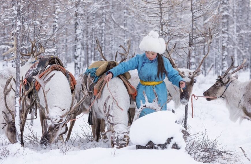 Tsagaannuur, Hovsgol,Mongolia 07 January 2023 :Reindeer herding in Mongolia is an ancient tradition practiced by the Dukha people, who rely on their domesticated reindeer for transportation