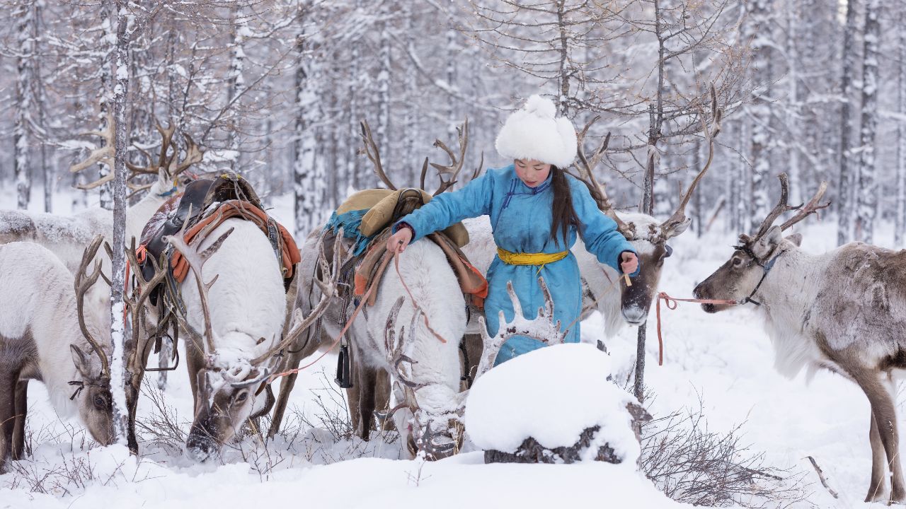 Tsagaannuur, Hovsgol,Mongolia 07 January 2023 :Reindeer herding in Mongolia is an ancient tradition practiced by the Dukha people, who rely on their domesticated reindeer for transportation
