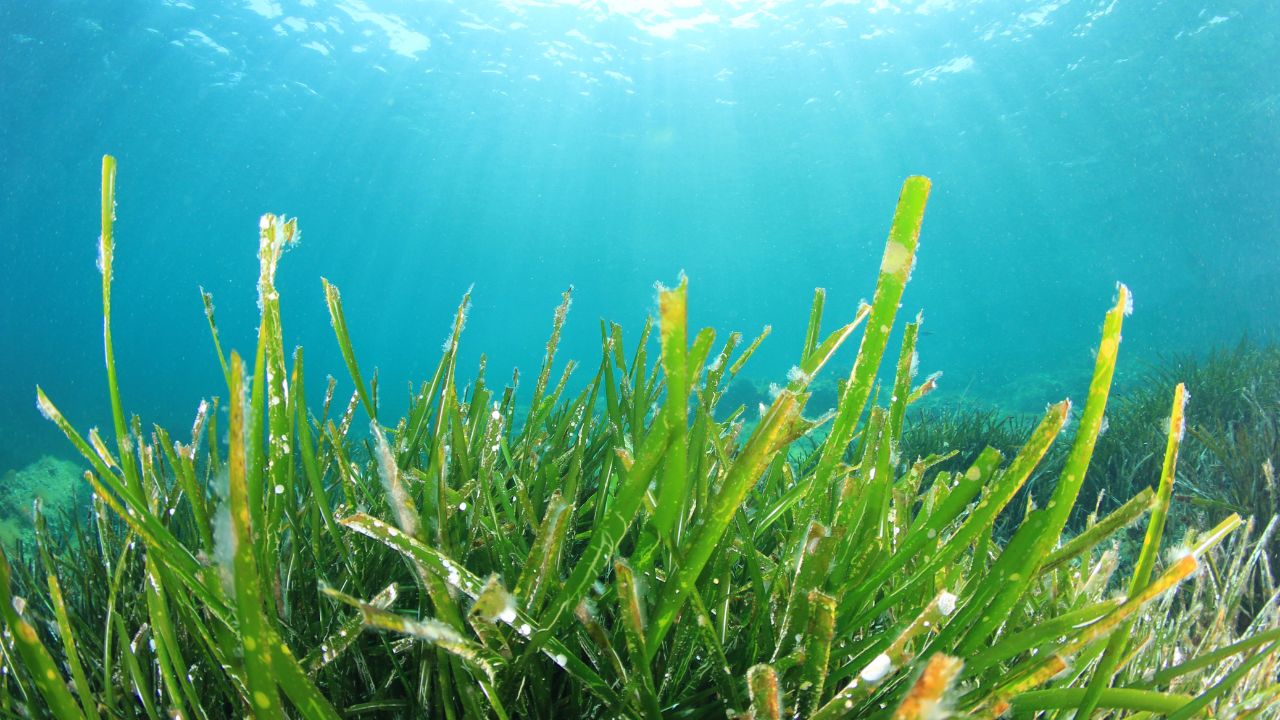 Seaweed underwater