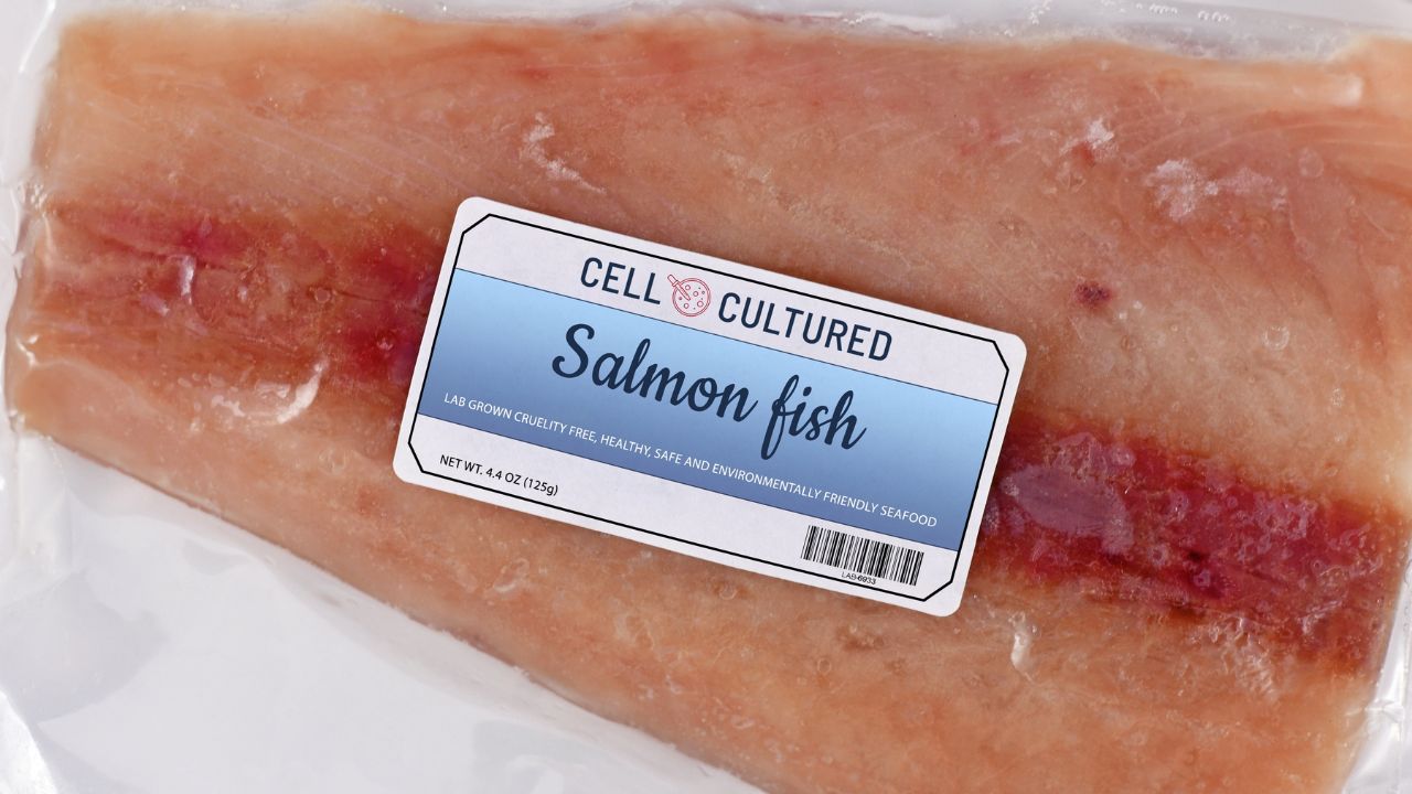 Lab grown cell cultured salmon fish concept for artificial in vitro seafood production with frozen packed raw fish with made up label