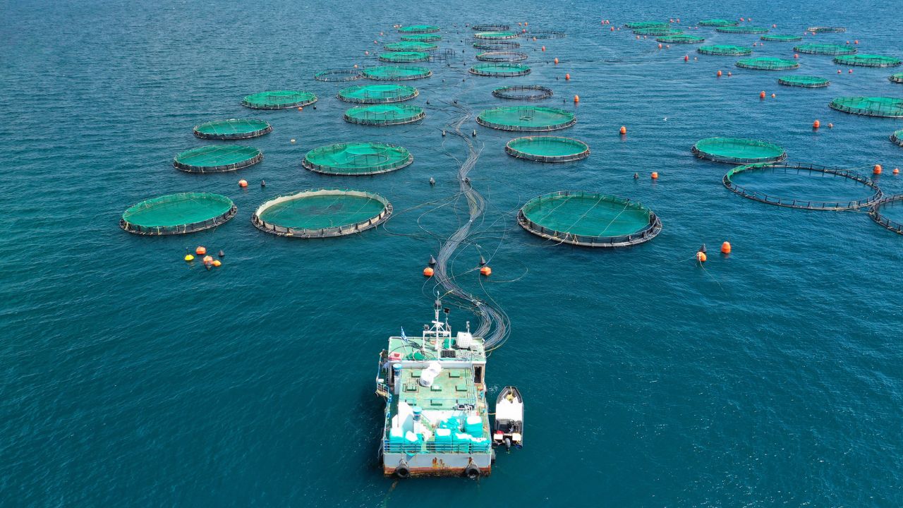 Aerial drone photo of latest technology auto feeding fish farming - breeding unit of sea bass and sea bream in huge round cages located in calm Mediterranean sea