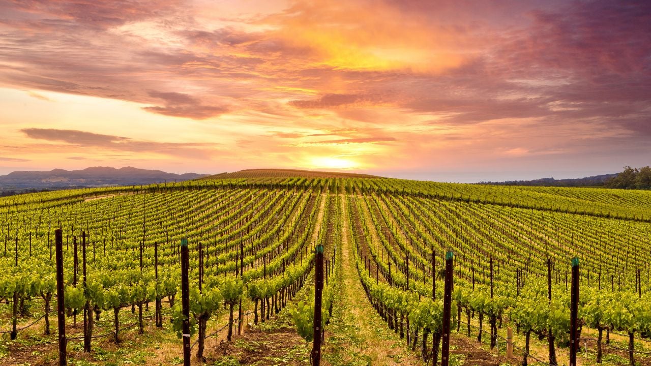 Sunset over vineyard rows in Santa Maria Valley highlights the region’s cool-climate wines and relaxed tasting scene