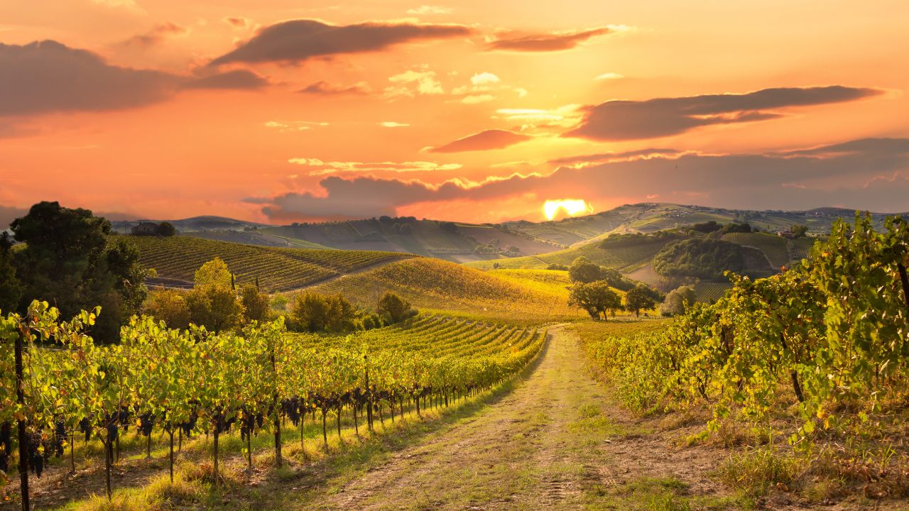 Rolling vineyards and sunlit hills capture the relaxed beauty of California’s Santa Maria Valley
