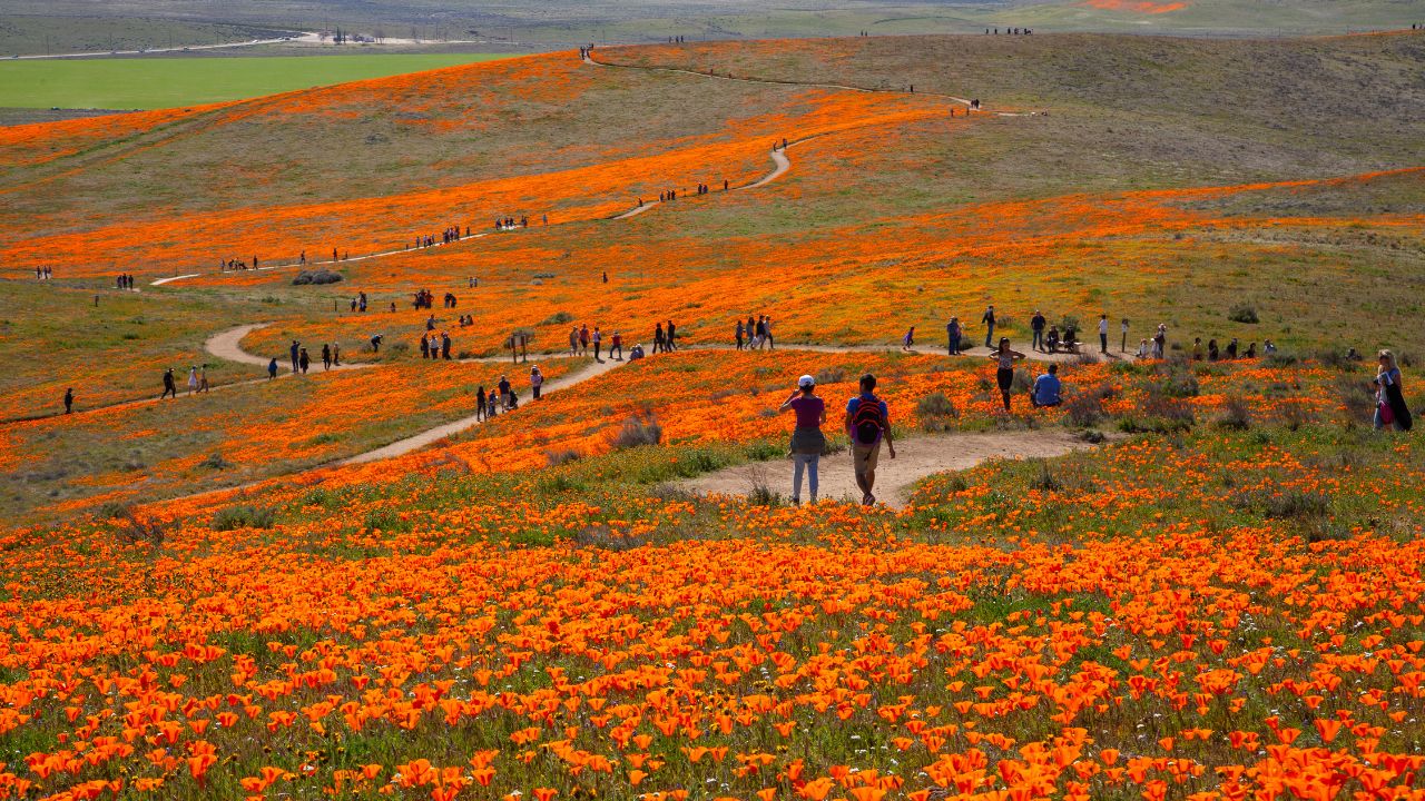 Antelope Valley California Poppy Reserve State Natural Reserve