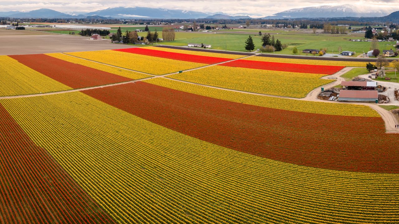 Colorful View of the Skagit Valley Tulip Fields. More tulip, and daffodil bulbs are produced in the valley than in any other county in the U.S and the Tulip Festival is a popular tourist destination.